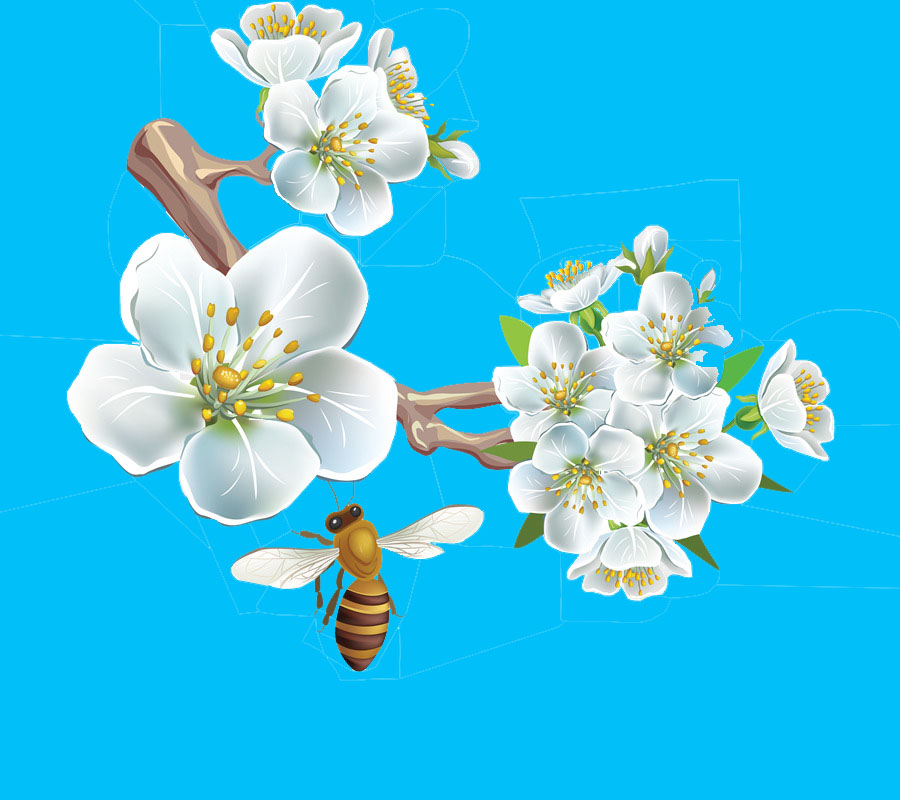 Pesmica - Trešnja u cvetu